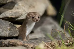 Natural Environment Images Drucke: Carnivora, least weasel, mouse weasel