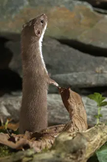 Mustelid Species Drucke: Carnivora, least weasel, mouse weasel