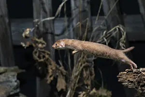 Mammalian Predators Drucke: Carnivora, least weasel, mouse weasel