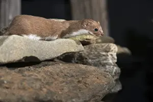 Drucke von Carnivora, kleinstes Weasel, Mäuseweasel, Mustela nivalis, Beutegänger, Säugetiere, Greifvögel Verwandte Bilder Drucke: Carnivora, Kleinstes Nerz, Mausnerz