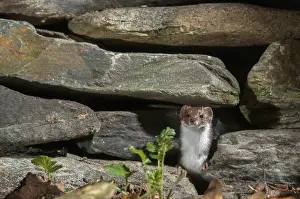 Carnivora Mammals Drucke: Carnivora, least weasel, mouse weasel