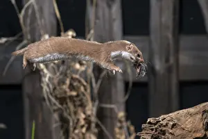 Mustelid Predators Drucke: Carnivora, least weasel, mouse weasel