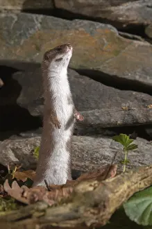 Carnivora Predators Drucke: Carnivora, least weasel, mouse weasel