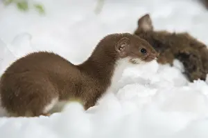 Wild Animal Predators Drucke: Carnivora, least weasel, mouse weasel