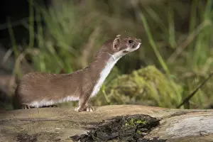 Carnivora Mammals Drucke: Carnivora, least weasel, mouse weasel