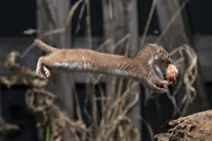 Animal Of Prey Behavior Drucke: Carnivora, least weasel, mouse weasel
