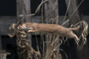 Wildlife Fauna Drucke: Carnivora, least weasel, mouse weasel