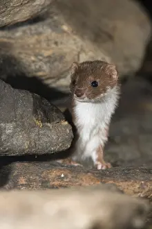 Mustelid Species Drucke: Carnivora, least weasel, mouse weasel