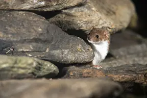 Carnivora Mammals Drucke: Carnivora, least weasel, mouse weasel
