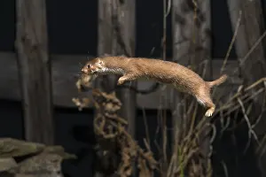 Wildlife Fauna Images Drucke: Carnivora, least weasel, mouse weasel
