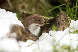 Drucke von Carnivora, der kleinste Fuchs, Mäusefuchs, Mustela nivalis, Beutegreifer, Beute, Fangen, Jagd, Säugetiere, Greifvögel , Schnee , Säugetiere , Winter Verwandte Bilder Drucke: Carnivora, Kleinster Fischotter, Mäusefischotter