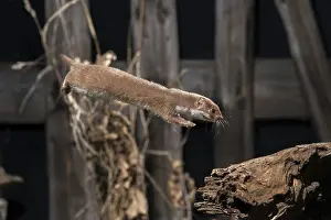 Mustelid Predators Drucke: Carnivora, least weasel, mouse weasel