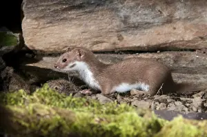 Carnivora Mammals Drucke: Carnivora, least weasel, mouse weasel