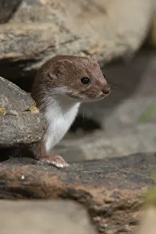 Predator Mammal Images Drucke: Carnivora, least weasel, mouse weasel