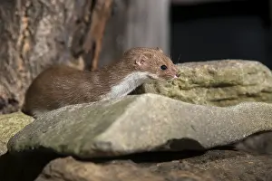 Carnivora Mammals Drucke: Carnivora, least weasel, mouse weasel