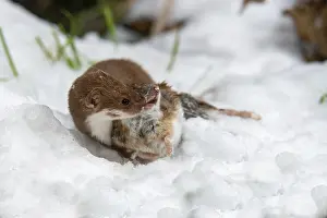 Winter Wildlife Photography Drucke: Carnivora, least weasel, mouse weasel