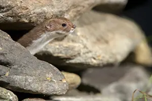 Carnivora Mammals Drucke: Carnivora, least weasel, mouse weasel