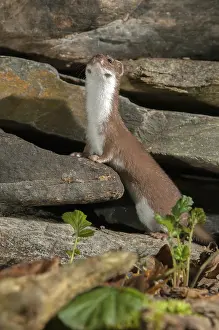 Carnivora Mammals Drucke: Carnivora, least weasel, mouse weasel