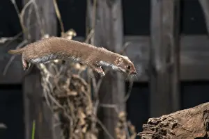 Drucke von Carnivora, Mauswiesel, Weißzahnwiesel, Mustela nivalis, Beutegreifer, Sprung, Säugetiere, Greifvögel, springen Verwandte Bilder Drucke: Carnivora, Kleinstes Nerz, Mäusenerz