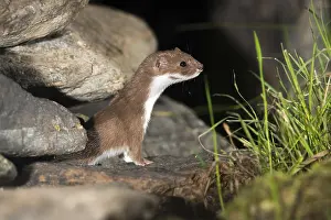 Mustelid Species Drucke: Carnivora, least weasel, mouse weasel