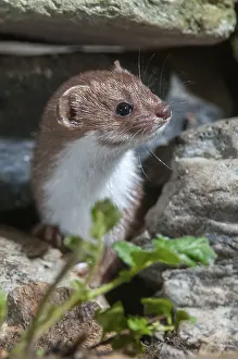 Carnivora Predators Drucke: Carnivora, least weasel, mouse weasel