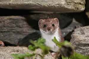 Drucke von Carnivora, der kleinste Fuchs, Mausfuchs, Mustela nivalis, Beutegreifer, Säugetiere, Greifvögel Verwandte Bilder Drucke: Carnivora, Kleinster Fischotter, Mausfischotter