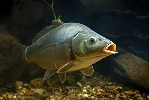 Drucke von Karpfen, Cyprinus carpio, Karpfen, Fisch, Fische, Lederkarpfen, Pisces, Spiegelkarpfen Karpfen Drucke: Karp, Cyprinus carpio, Karp, Fisch.