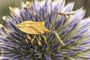 German Wildlife Fauna Drucke: Carpocoris fuscispinus, tree bug