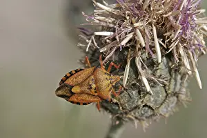 Shield Bug Drucke: Carpocoris mediterraneus, tree bug