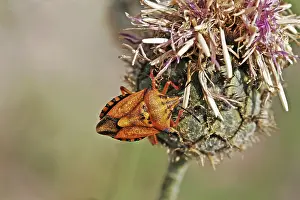 Shield Bug Drucke: Carpocoris mediterraneus, tree bug