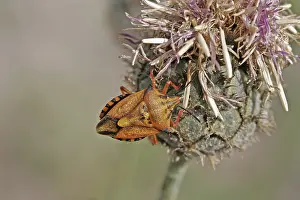 Carpocoris Mediterraneus Images Drucke: Carpocoris mediterraneus, tree bug