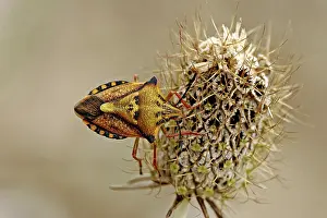 Wildlife Photography Insect Drucke: Carpocoris mediterraneus, tree bug