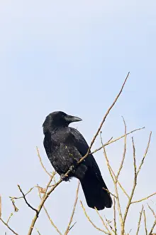 Bird In Tree Drucke: Carrion Crow perched high in the tree