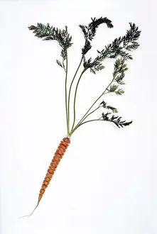 Cut Out Food Images Drucke: Carrot
