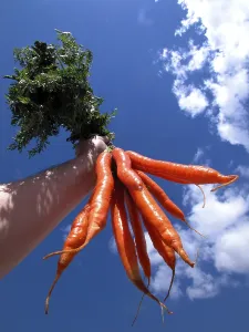 Citrus Fruit Meal Ideas Drucke: Carrots