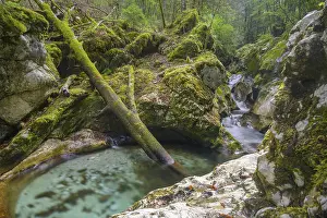 Southeastern Europe Nature Reserve Drucke: Cascade and mossy tree trunk on the Lepena stream