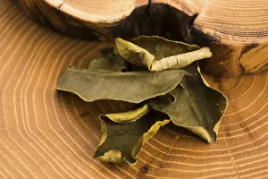 Southeast Asian Landscape Drucke: Cassia leaves