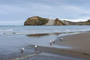 Seagulls On Beach Drucke: Castlepoint Beach with lighthouse on the rock
