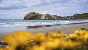 Castlepoint Beach Drucke: Castlepoint Beach with lighthouse on the rock