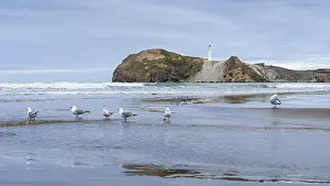 Lighthouse On The Rock Drucke: Castlepoint Beach with lighthouse on the rock