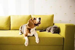 Pedigree Dog Breeds Drucke: The cat and the dog are lying on the sofa