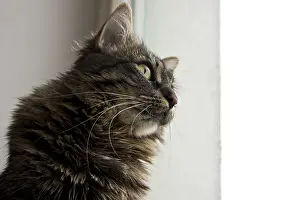 Striped Tabby Cat Photo Drucke: Cat looking thoughtfully out the window