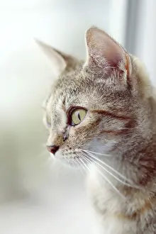 Portrait Of A Pet Cat Drucke: Cat looking in the window. Place for text