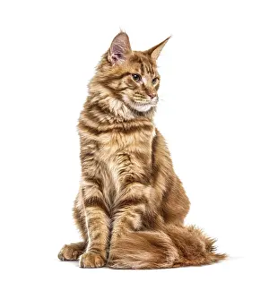 Light Colored Background Studio Shot Drucke: Cat, Main coon ginger, looking down, isolated