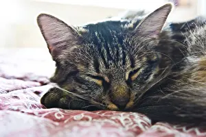 Domestic Cat Nap Drucke: Cat peacefully sleeping on a patterned fabric
