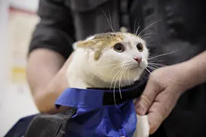 Veterinary Care Drucke: A cat is securely held in a calming blue wrap