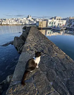 Cycladic Houses Greece Drucke: Cat sitting on the harbour wall