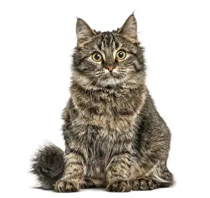 Feliformia Animal Image Drucke: Cat sitting and looking at the camera