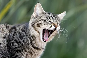 Katze schläft