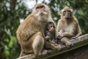 Deserted Buddhist Temples In Thailand Drucke: Long-tailed macaque, monkey temple